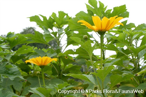 Tithonia diversifolia, flowers