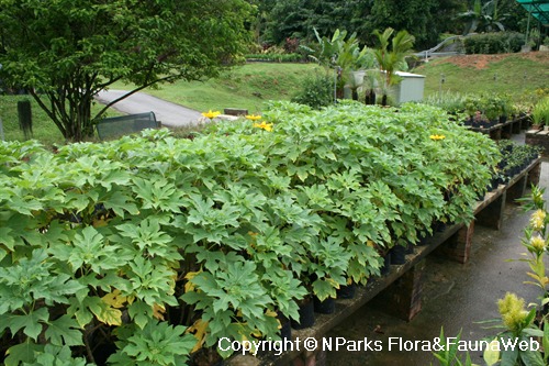 Tithonia diversifolia, young plants in polybags