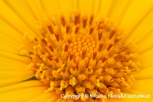 Tithonia diversifolia, close-up view of central florets