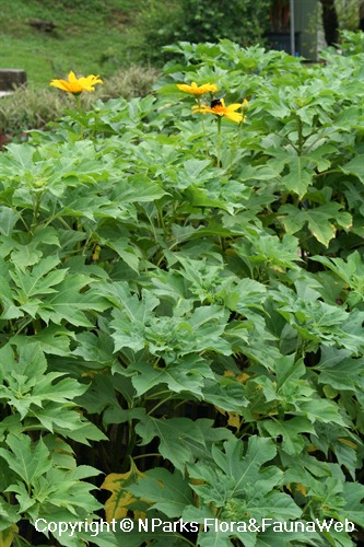 Tithonia diversifolia, flowering plants