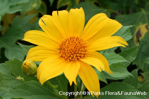 Tithonia diversifolia, flower
