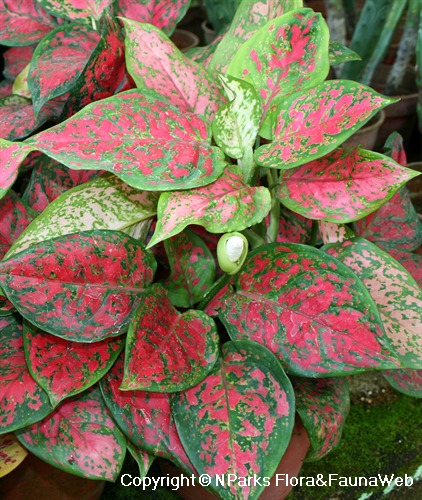 Aglaonema 'Dud Unyamanee' - potted plant