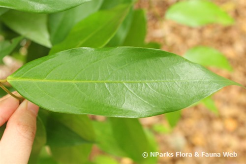 NParks | Cleistanthus malaccensis