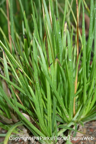 bulbine frutescens