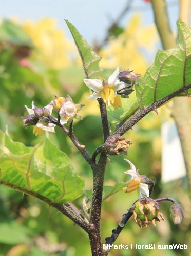 PlantFiles Pictures: Scarlet Eggplant, Mock Tomato Mini Pumpkins, Japanese  Golden Eggs 'Ruffled Red' (<i>Solanum aethiopicum</i>) by onalee