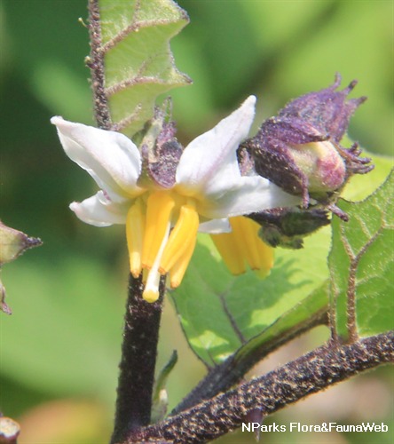 PlantFiles Pictures: Scarlet Eggplant, Mock Tomato Mini Pumpkins, Japanese  Golden Eggs 'Ruffled Red' (<i>Solanum aethiopicum</i>) by onalee