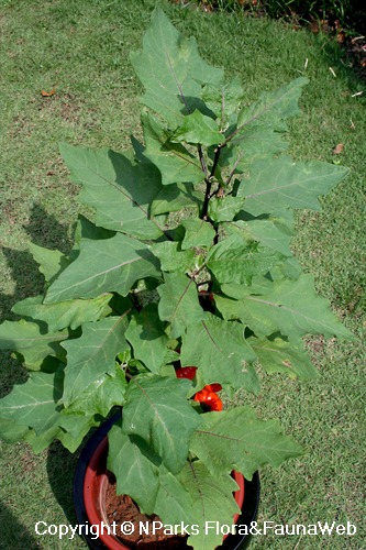 PlantFiles Pictures: Scarlet Eggplant, Mock Tomato Mini Pumpkins, Japanese  Golden Eggs 'Ruffled Red' (<i>Solanum aethiopicum</i>) by onalee