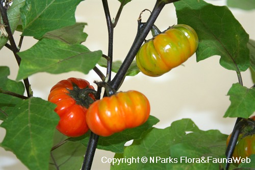 PlantFiles Pictures: Scarlet Eggplant, Mock Tomato Mini Pumpkins, Japanese  Golden Eggs 'Ruffled Red' (<i>Solanum aethiopicum</i>) by onalee