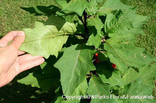 PlantFiles Pictures: Scarlet Eggplant, Mock Tomato Mini Pumpkins, Japanese  Golden Eggs 'Ruffled Red' (<i>Solanum aethiopicum</i>) by onalee