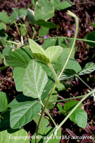 NParks | Macroptilium atropurpureum