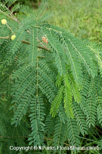 NParks | Leucaena leucocephala