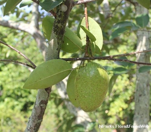 NParks | Annona glabra