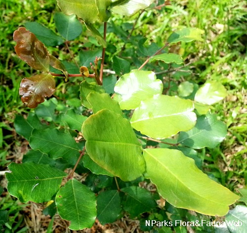 NParks | Ceratonia siliqua