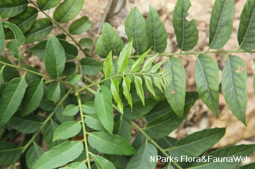 NParks | Clausena excavata