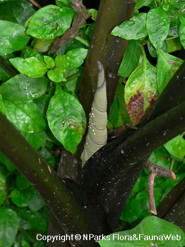 Showing new leaf developing