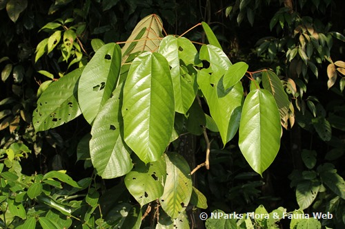 NParks | Sterculia cordata