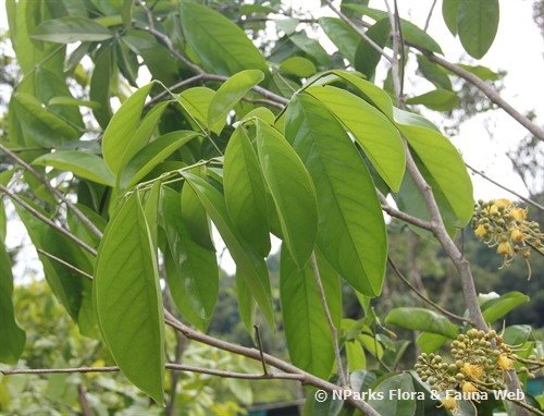 NParks | Swartzia pinnata