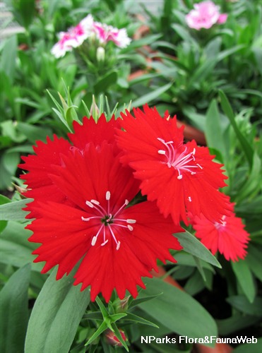 NParks | Dianthus barbatus