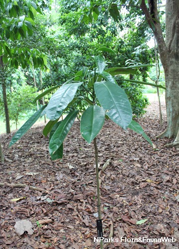 NParks | Baccaurea angulata