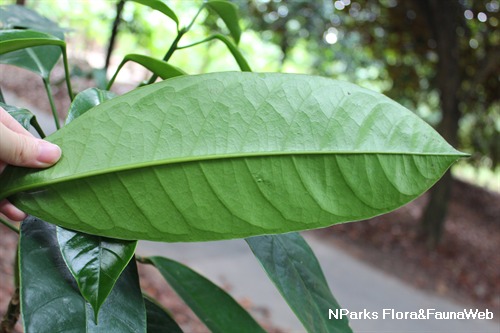 NParks | Baccaurea angulata