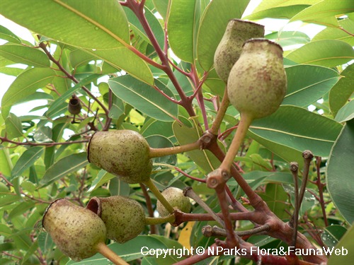 NParks | Corymbia 'Summer Beauty'