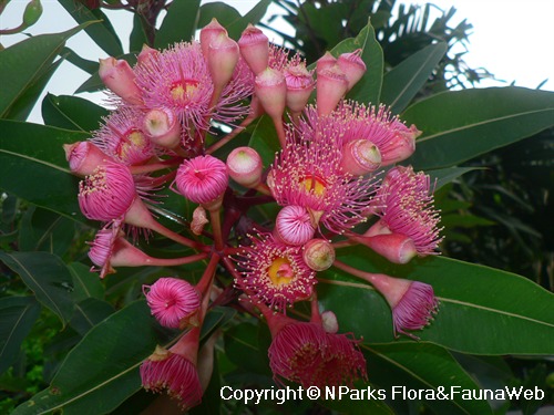 Corymbia ficifolia 'Summer Beauty' - Grafted Flowering Gum - Trees