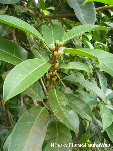 NParks | Ficus globosa