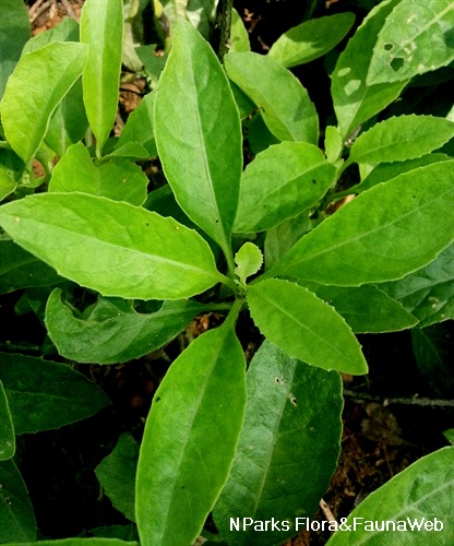 Longevity spinach