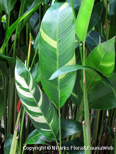 NParks | Heliconia × nickeriensis(variegated)