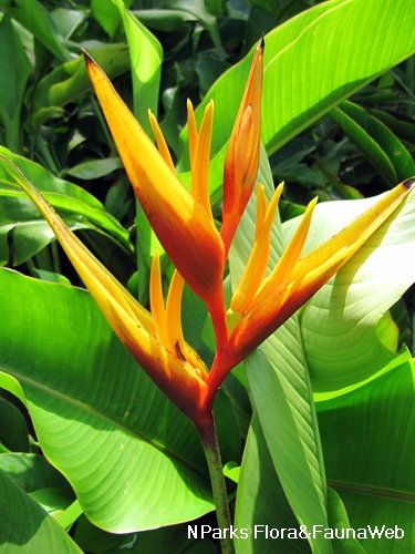 NParks | Heliconia psittacorum 'Golden Torch Adrian'