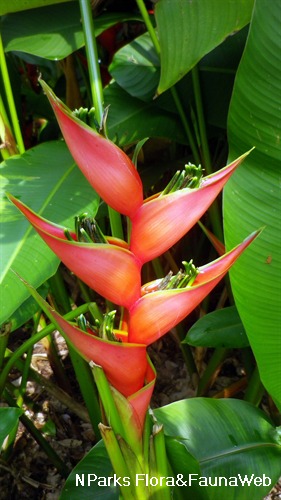 NParks | Heliconia stricta 'Iris'