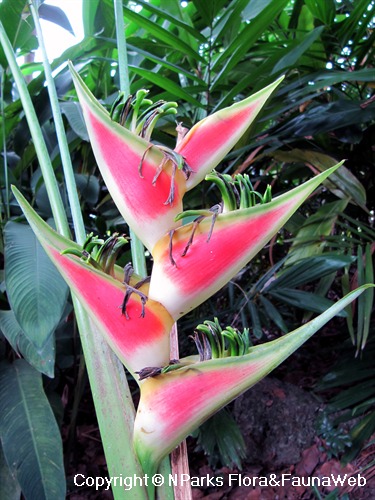 NParks | Heliconia wagneriana