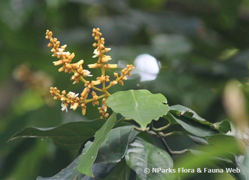 NParks | Xanthophyllum Griffithii Subsp Erectum