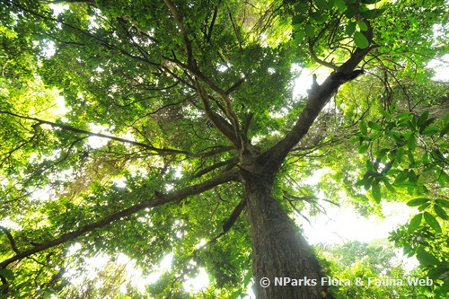 NParks | Xanthophyllum Vitellinum