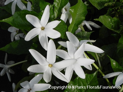 Image of Gardenia nitida flowers