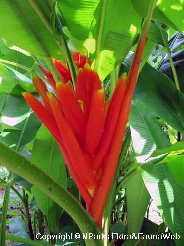 NParks | Musa coccinea 'Okinawa Beauty'