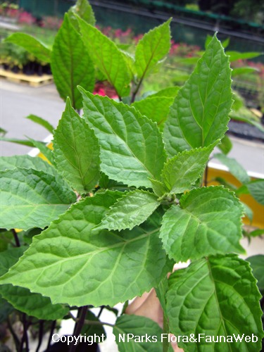 NParks | Scutellaria costaricana