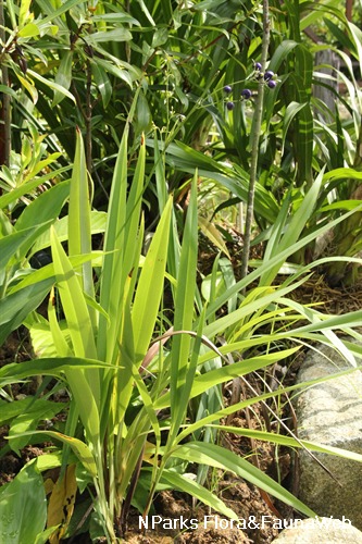 NParks | Dianella ensifolia