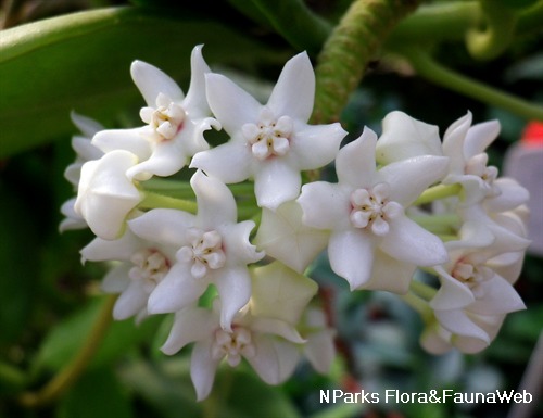 NParks | Hoya australis subsp oramicola