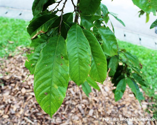 NParks | Castanopsis nephelioides