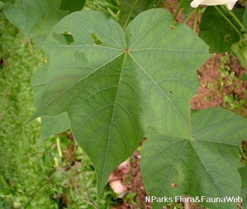 NParks | Gossypium hirsutum