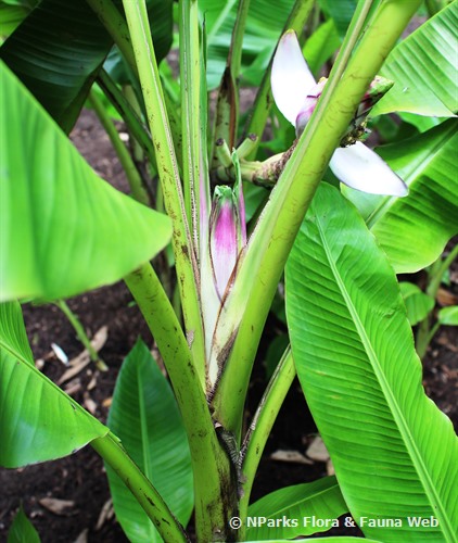 NParks | Musa gracilis