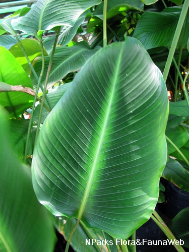 NParks | Calathea crotalifera 'Red'