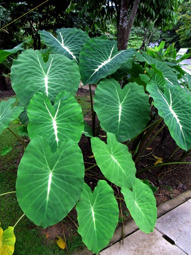 NParks | Colocasia esculenta 'Nancy's Revenge'