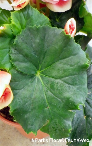 Begonia Tuberosa Group - Singapore