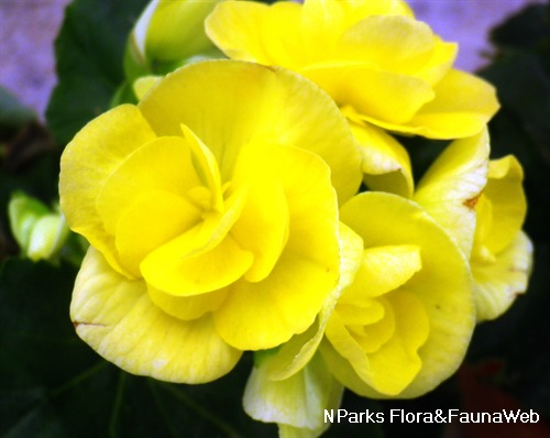 Begonia Tuberosa Group - Singapore