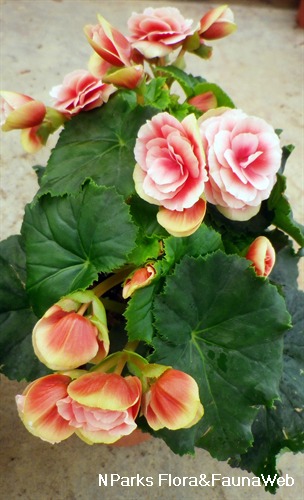 Begonia Tuberosa Group - Singapore