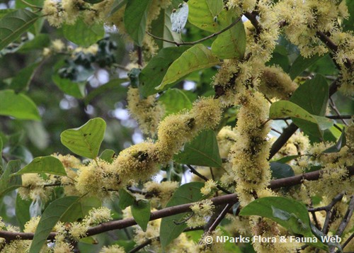 NParks | Litsea elliptica