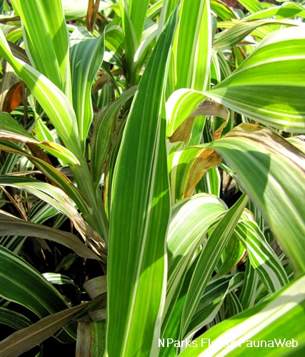 NParks | Setaria palmifolia 'Variegata'