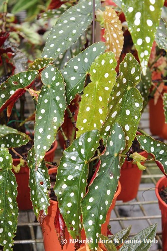 NParks | Begonia maculata